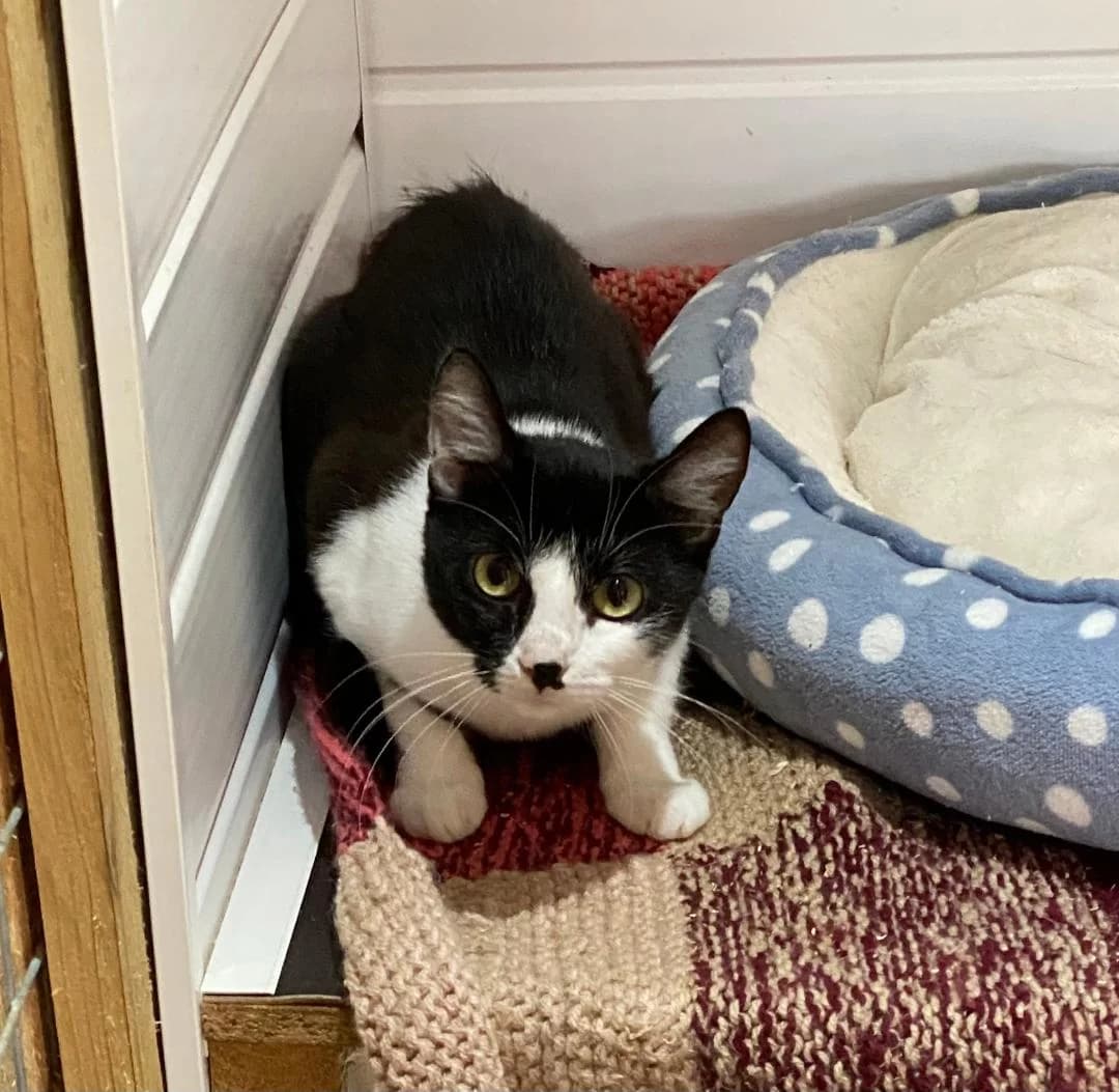 Willow, Black and white female young Mixed Breed for adoption at Cheadle & District Animal Welfare Society
