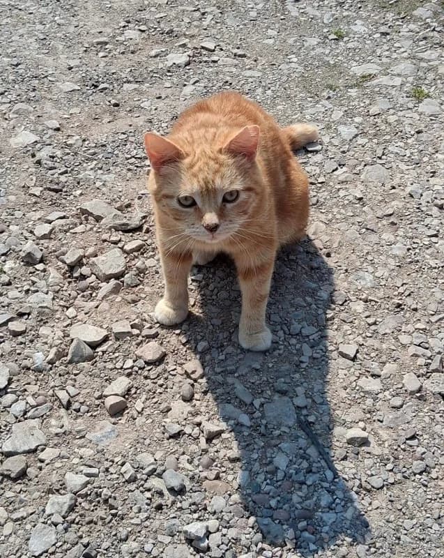 Wilson, Ginger male Mixed Breed for adoption at Cheadle & District Animal Welfare Society