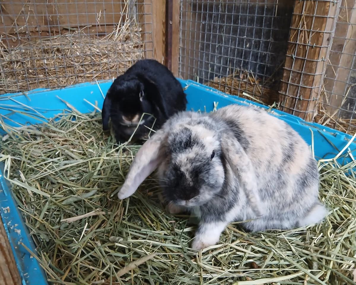 Abi and Owen, male 5yo mixed breed for adoption at Cheltenham Animal Shelter (GAWA)