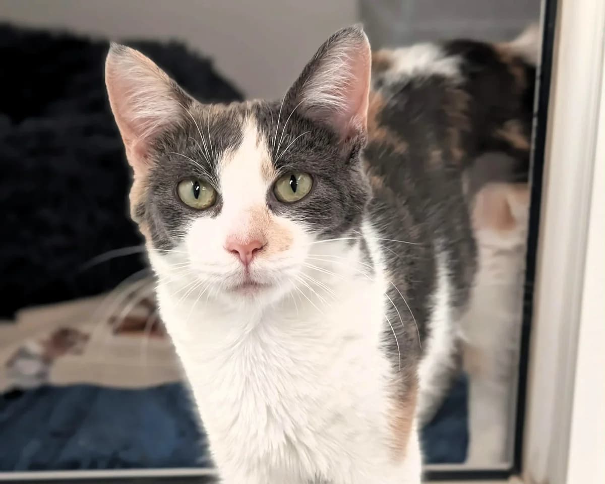 Aoife, female young Mixed Breed Cat for adoption at Cheltenham Animal Shelter (GAWA)