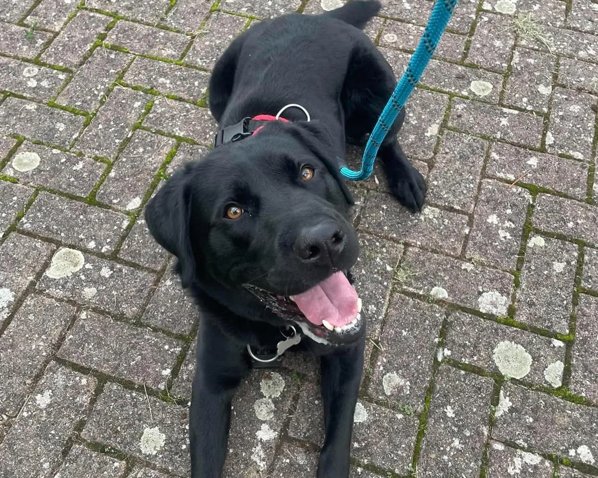 Arlo, male 3yo Labrador Retriever for adoption at Cheltenham Animal Shelter (GAWA)