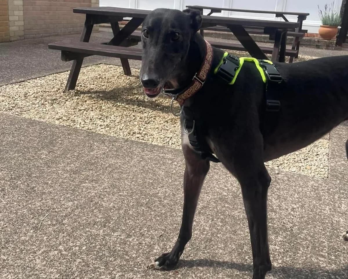 Astro, male 5yo Greyhound for adoption at Cheltenham Animal Shelter (GAWA)