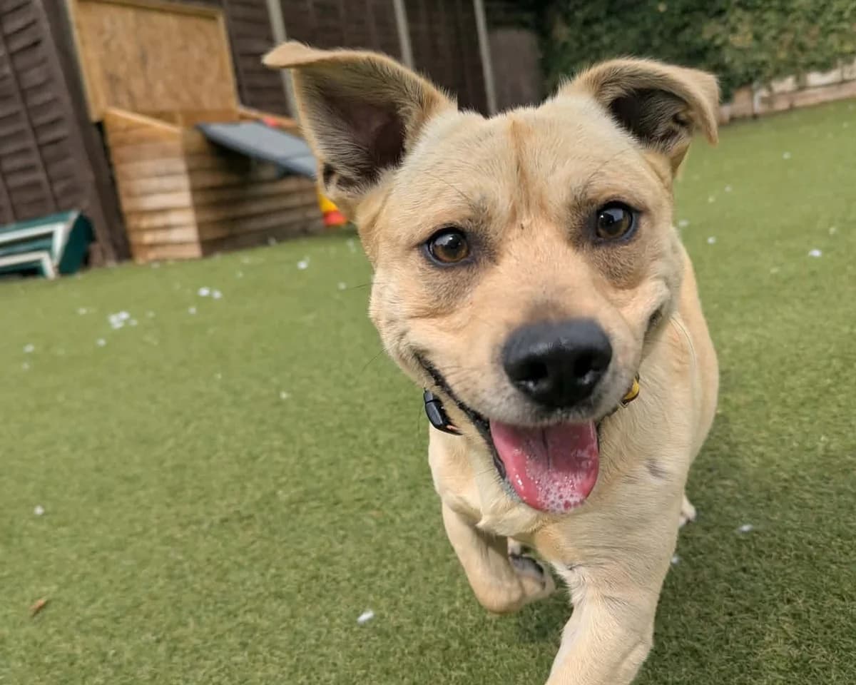 Baguette, male young Staffordshire Bull Terrier for adoption at Cheltenham Animal Shelter (GAWA)