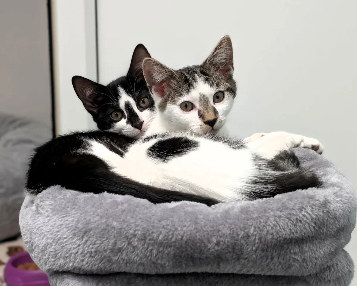 Barney & Betty, male puppy Mixed Breed Cat for adoption at Cheltenham Animal Shelter (GAWA)