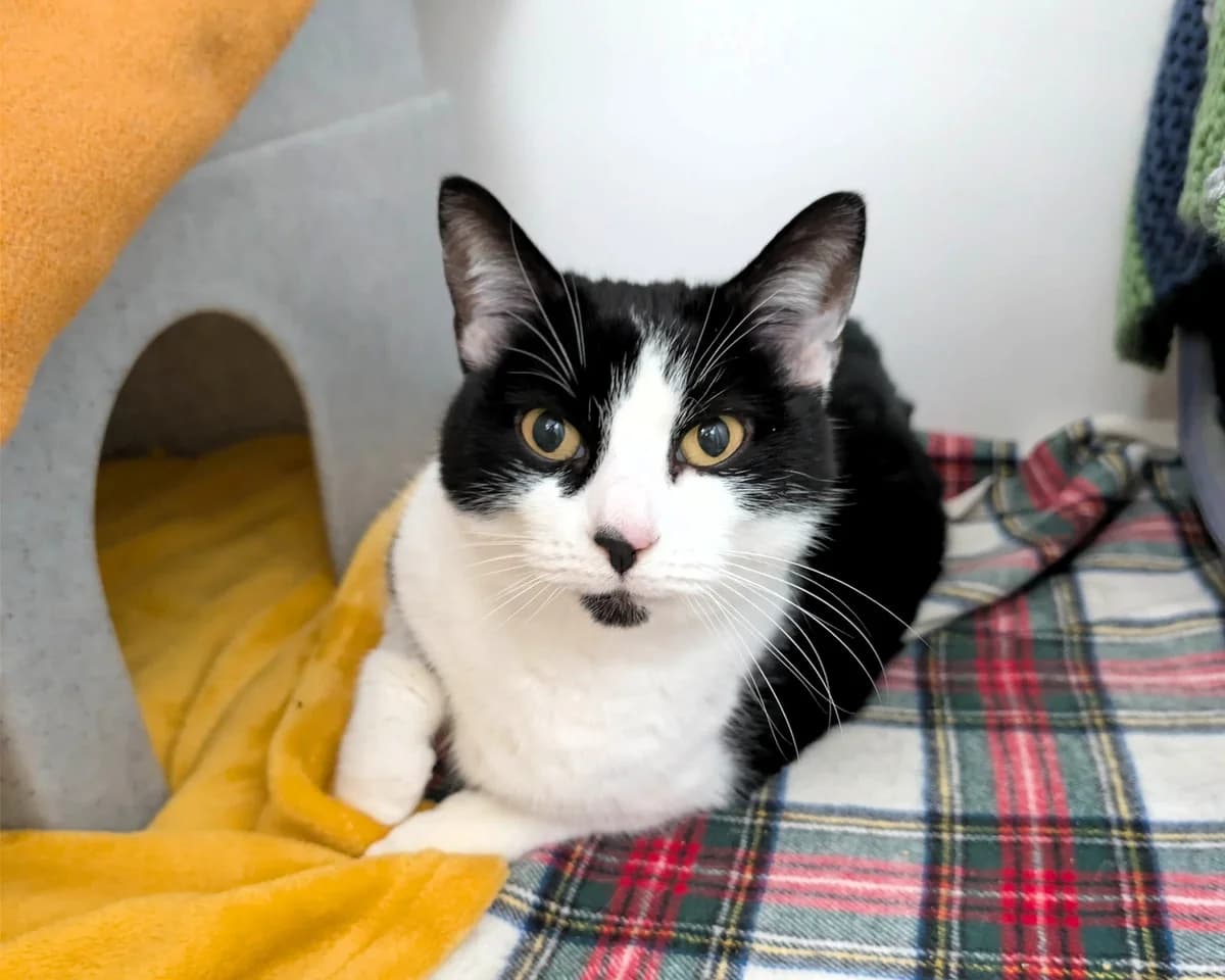 Bea, female senior Mixed Breed Cat for adoption at Cheltenham Animal Shelter (GAWA)