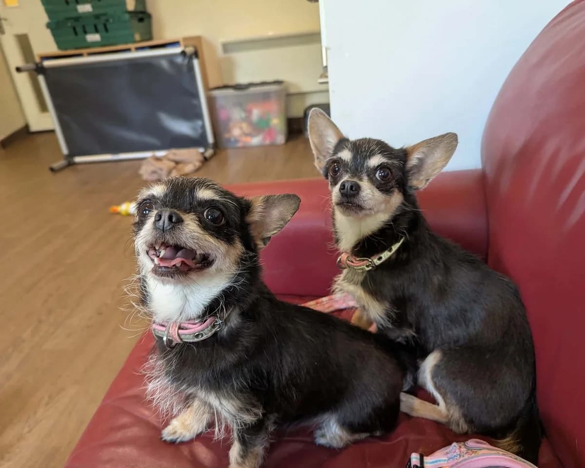 Beau and Chica, female senior Chihuahua for adoption at Cheltenham Animal Shelter (GAWA)