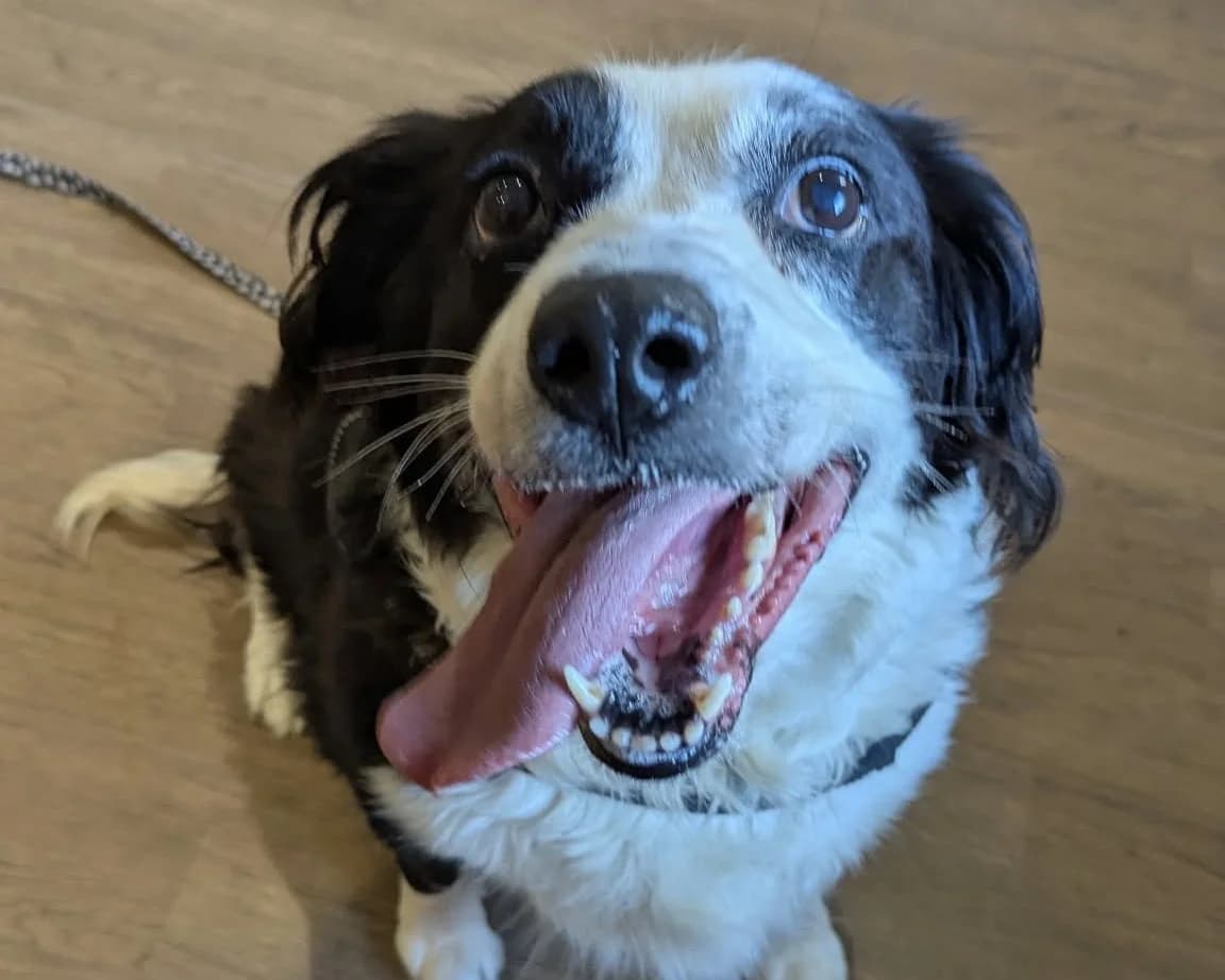 Bella, female senior Collie for adoption at Cheltenham Animal Shelter (GAWA)