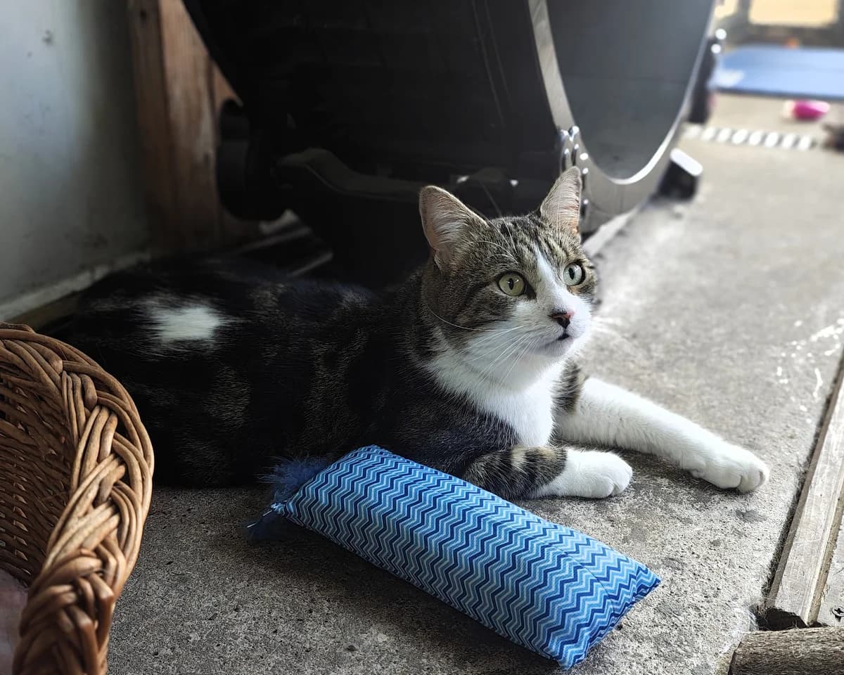 Benji, male 3yo Mixed Breed Cat for adoption at Cheltenham Animal Shelter (GAWA)