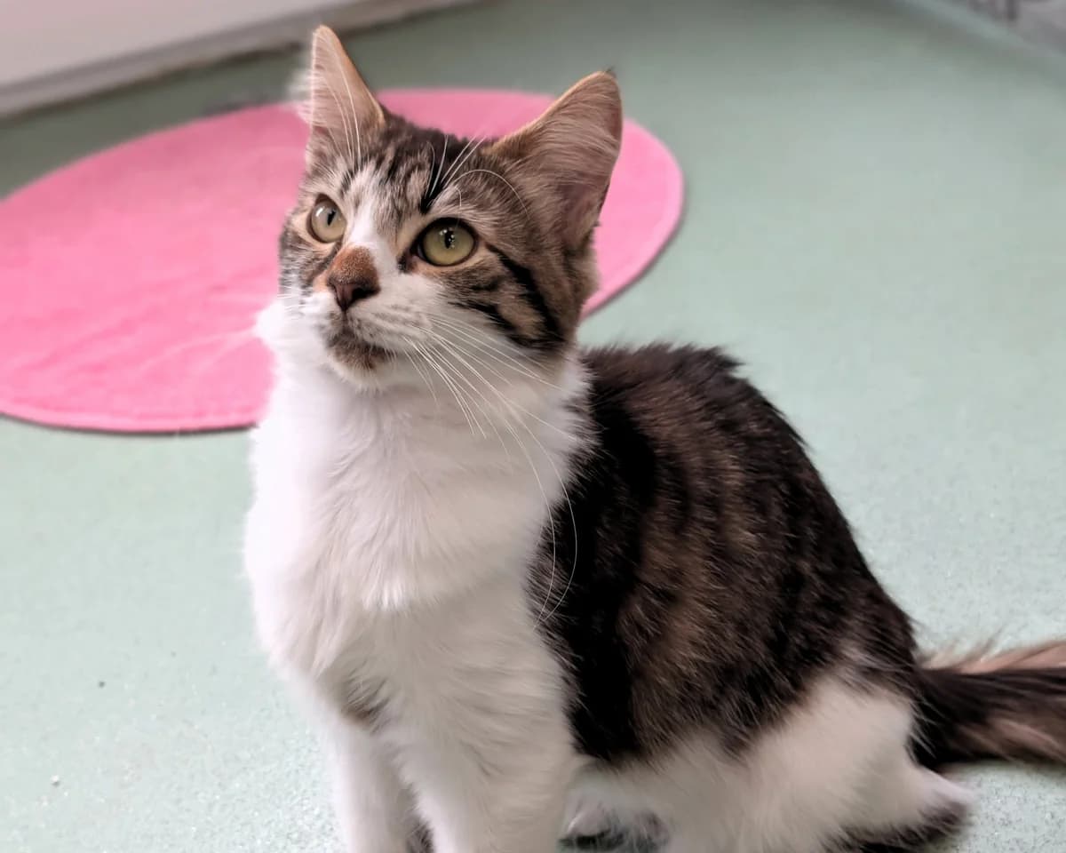 Bindi, female young mixed breed for adoption at Cheltenham Animal Shelter (GAWA)