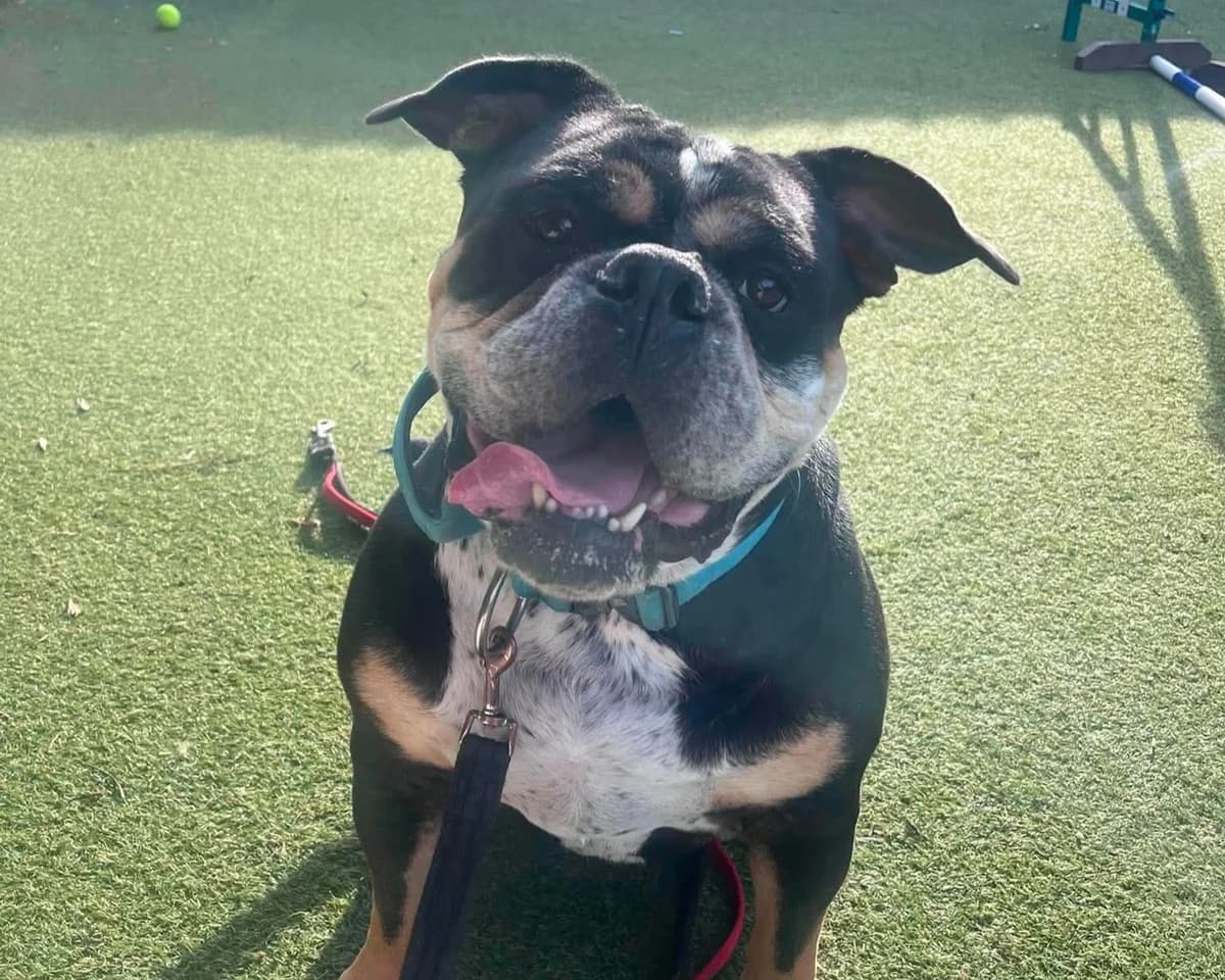 Bronson, male 5yo English Bulldog for adoption at Cheltenham Animal Shelter (GAWA)