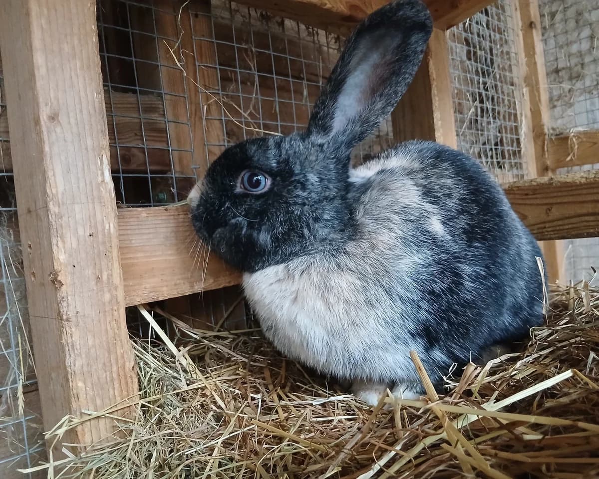 Bun, female young mixed breed for adoption at Cheltenham Animal Shelter (GAWA)