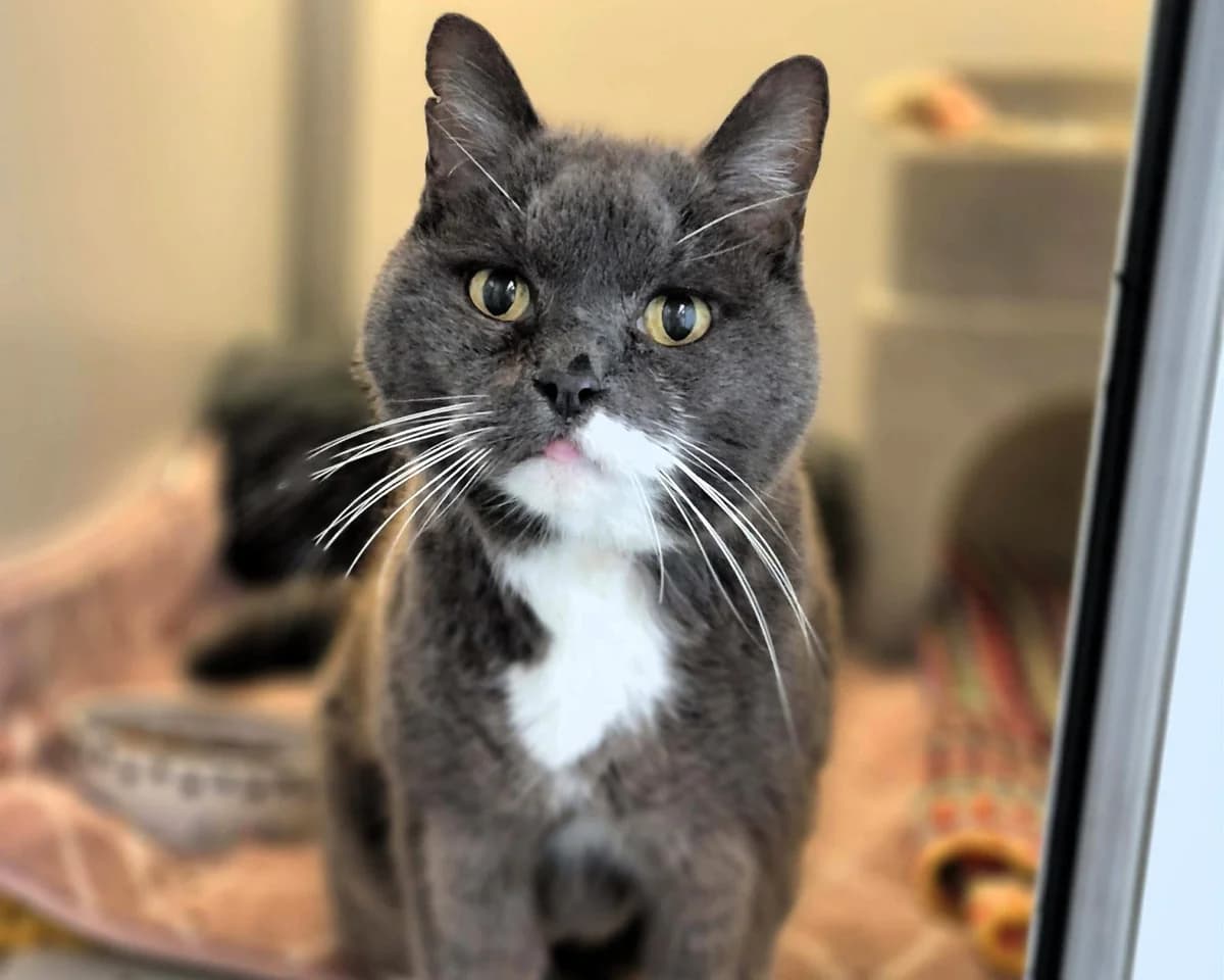 Chester, male senior Mixed Breed Cat for adoption at Cheltenham Animal Shelter (GAWA)