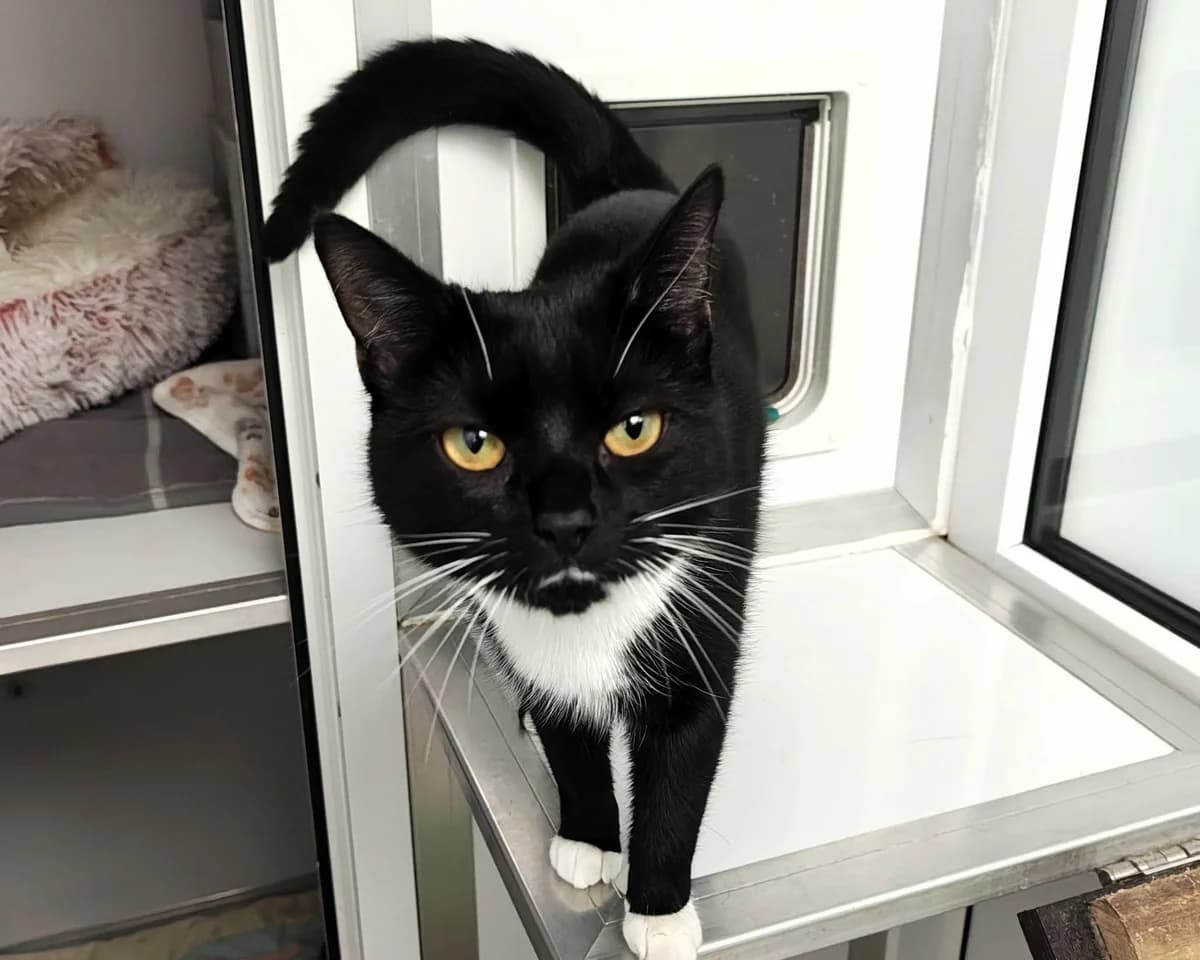 Cosmos, female young Mixed Breed Cat for adoption at Cheltenham Animal Shelter (GAWA)