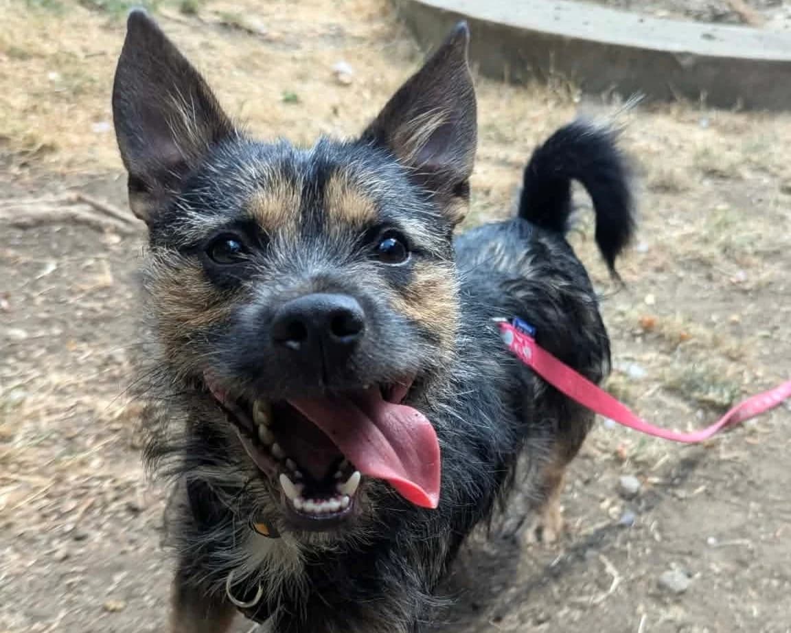 Cyril, male puppy mixed breed for adoption at Cheltenham Animal Shelter (GAWA)