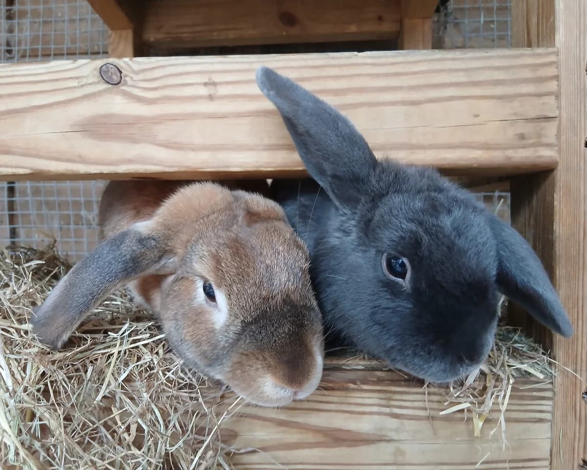 Derek and Luca, male puppy mixed breed for adoption at Cheltenham Animal Shelter (GAWA)