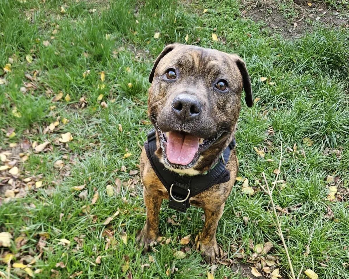 Dexter, male 4yo Staffordshire Bull Terrier for adoption at Cheltenham Animal Shelter (GAWA)