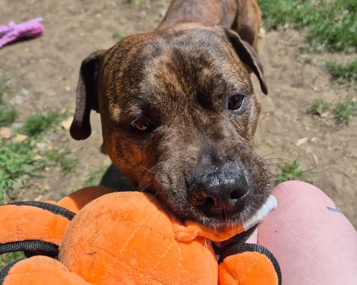Dexter, male 4yo Staffordshire Bull Terrier for adoption at Cheltenham Animal Shelter (GAWA)