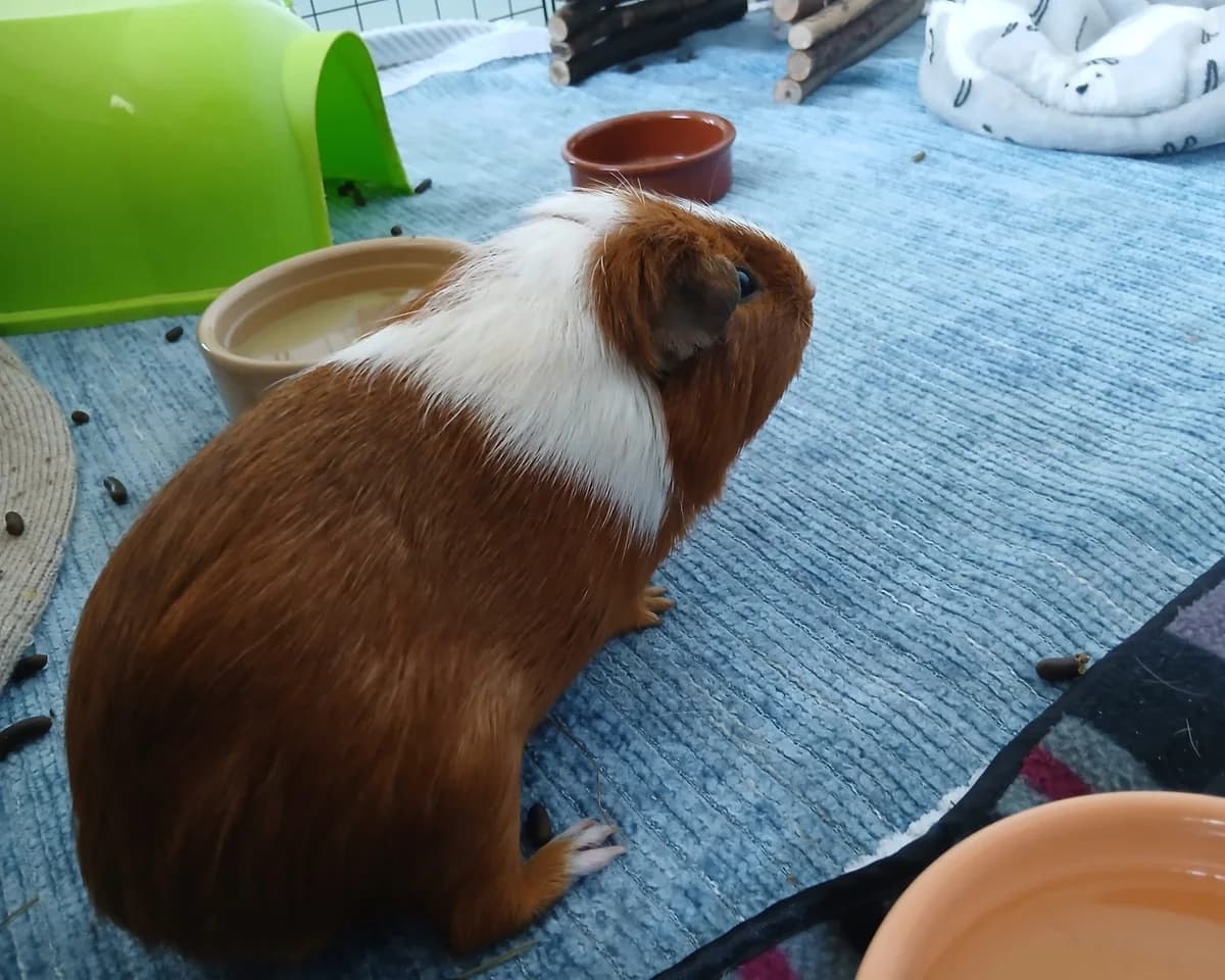 Doc, Ronnie and Lettuce, male young mixed breed for adoption at Cheltenham Animal Shelter (GAWA)