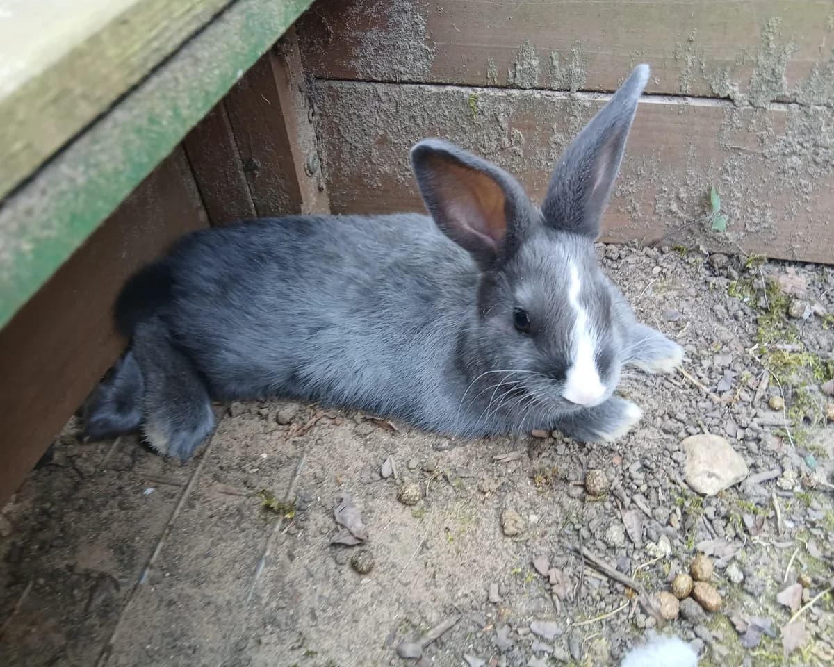 Donkey, male puppy Mixed Breed for adoption at Cheltenham Animal Shelter (GAWA)