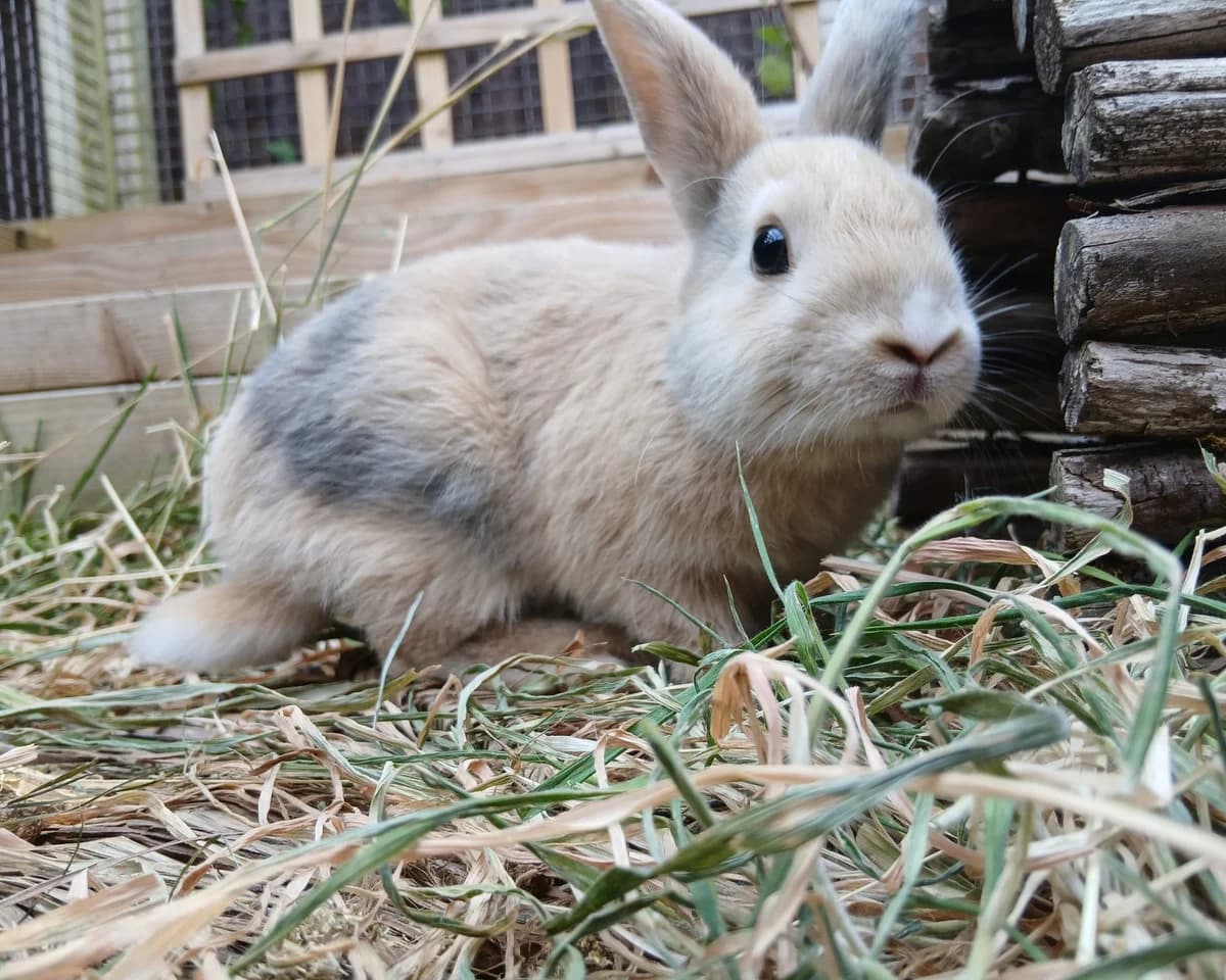 Dragon, male Mixed Breed for adoption at Cheltenham Animal Shelter (GAWA)