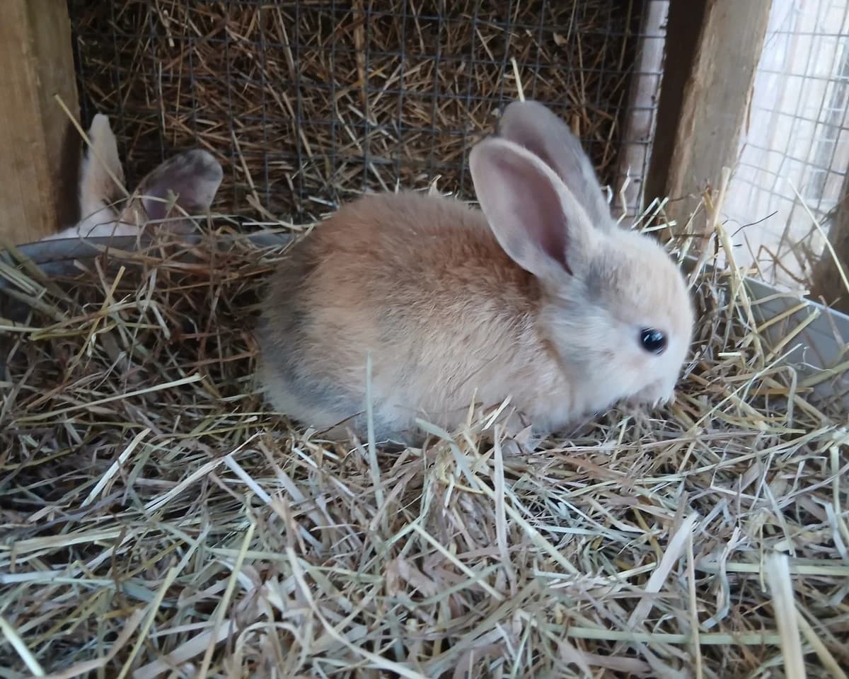 Dragon, Donkey and Mouse, male Mixed Breed for adoption at Cheltenham Animal Shelter (GAWA)