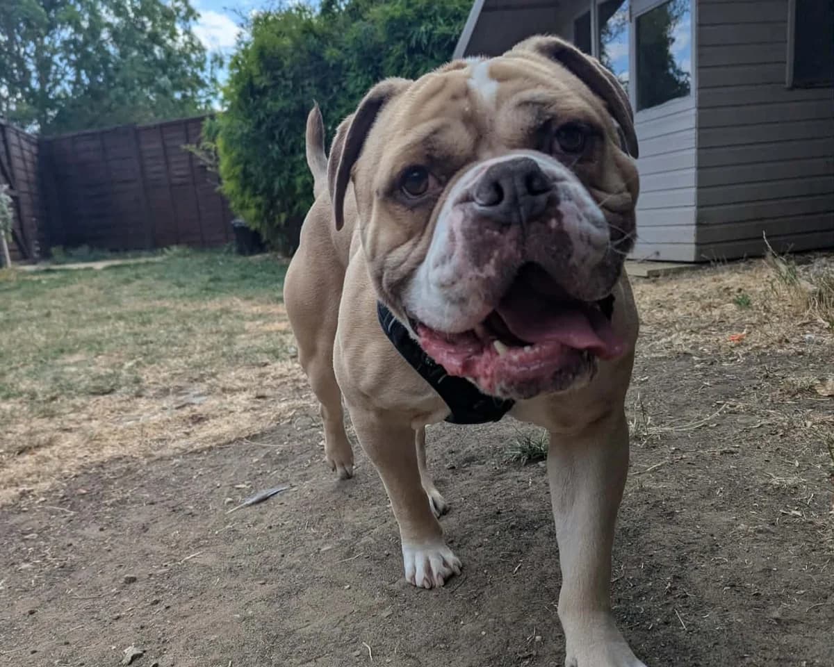 Duggie, male 4yo English Bulldog for adoption at Cheltenham Animal Shelter (GAWA)