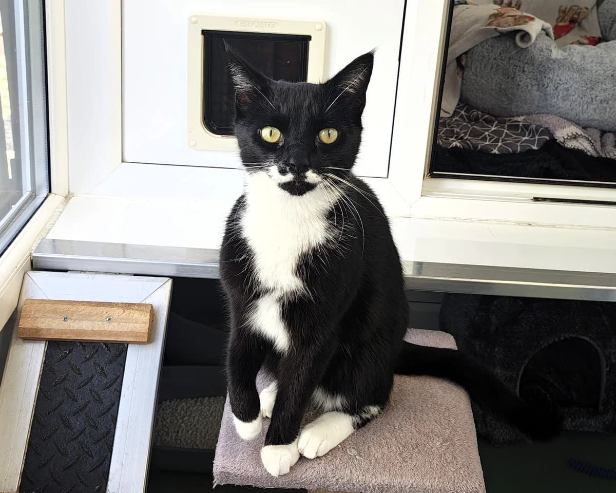 Elvis, male 3yo Mixed Breed Cat for adoption at Cheltenham Animal Shelter (GAWA)