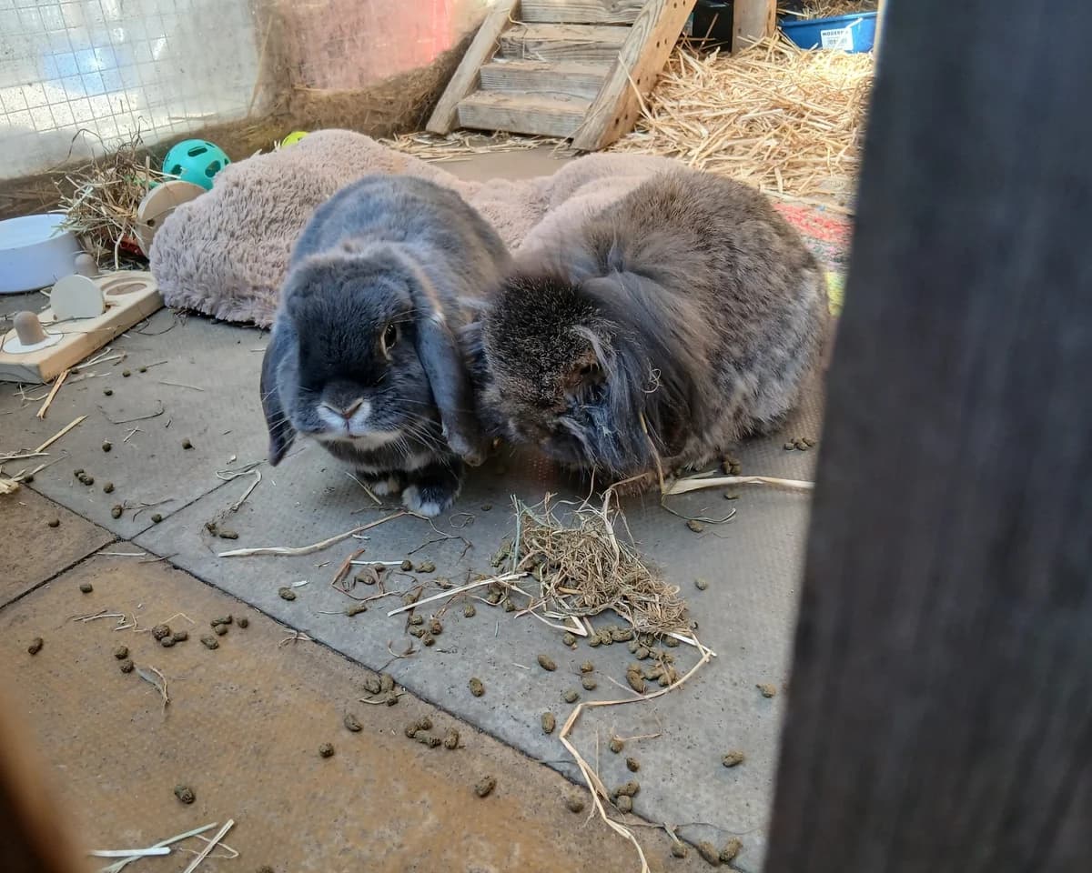 Frank and Flora, male 3yo mixed breed for adoption at Cheltenham Animal Shelter (GAWA)