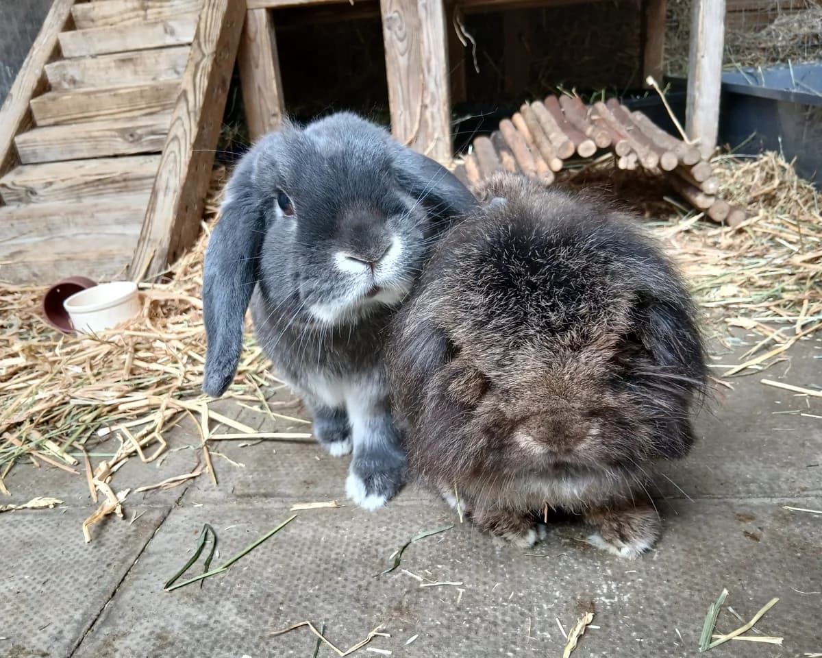 Frank and Flora, male 3yo mixed breed for adoption at Cheltenham Animal Shelter (GAWA)