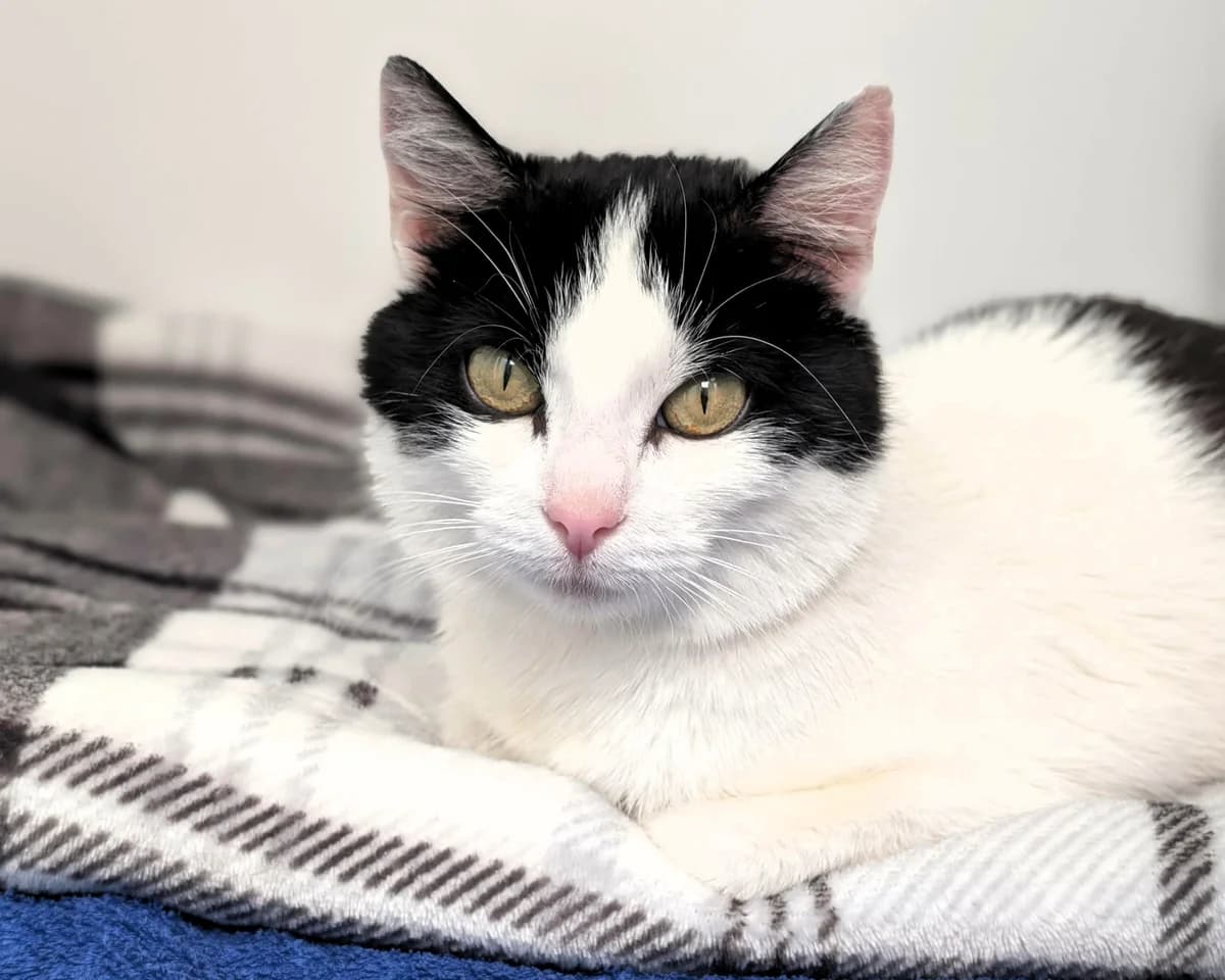 Gloria, female young Mixed Breed Cat for adoption at Cheltenham Animal Shelter (GAWA)