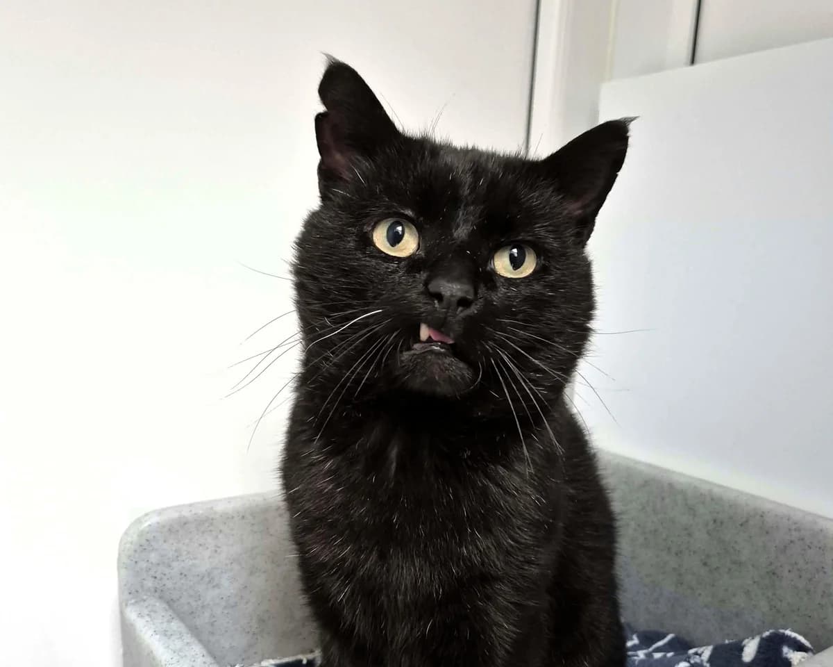 Harvey, male senior Mixed Breed Cat for adoption at Cheltenham Animal Shelter (GAWA)