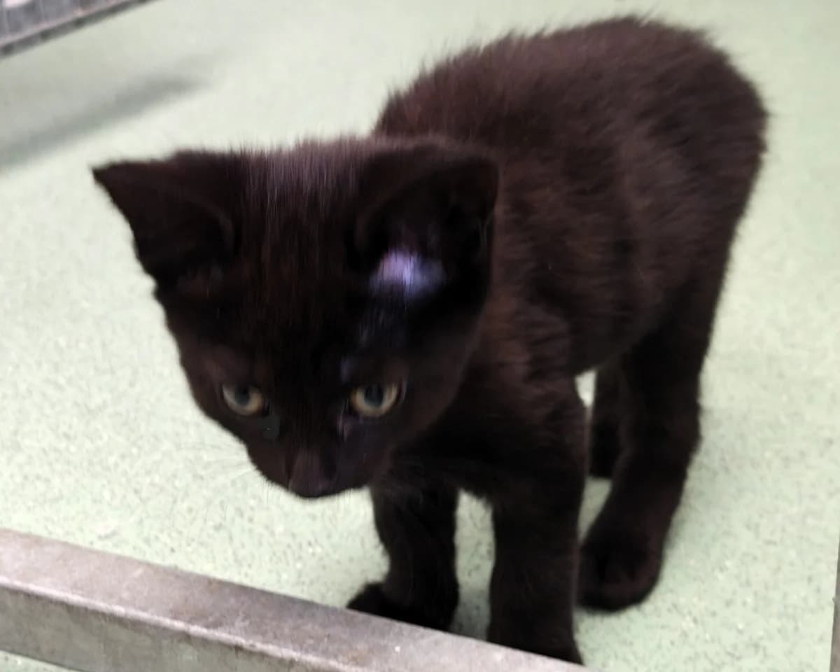 Hazel, female puppy Mixed Breed Cat for adoption at Cheltenham Animal Shelter (GAWA)