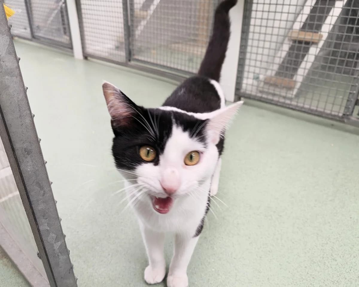 Homer, male young Mixed Breed Cat for adoption at Cheltenham Animal Shelter (GAWA)
