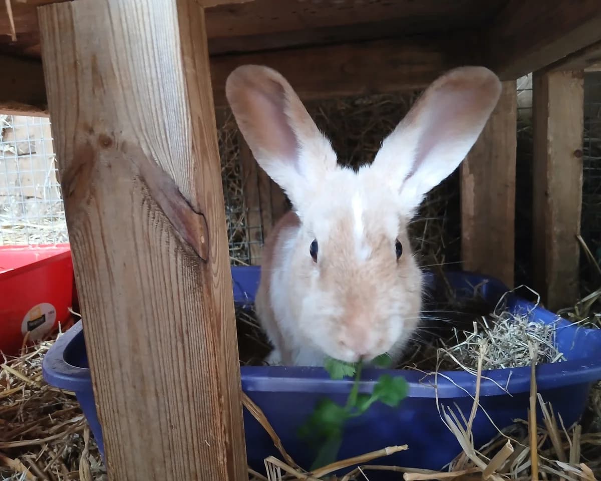 Honey, female 7yo Mixed Breed for adoption at Cheltenham Animal Shelter (GAWA)