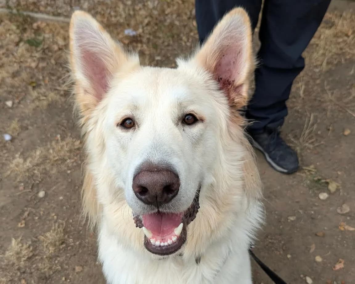 Hunter, male young mixed breed for adoption at Cheltenham Animal Shelter (GAWA)