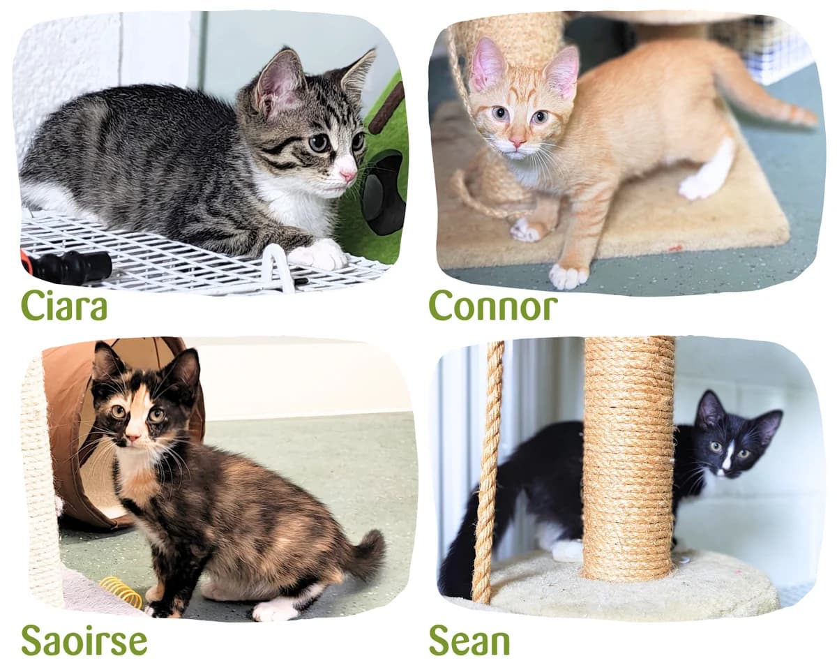 Irish named kittens, male puppy Mixed Breed Cat for adoption at Cheltenham Animal Shelter (GAWA)