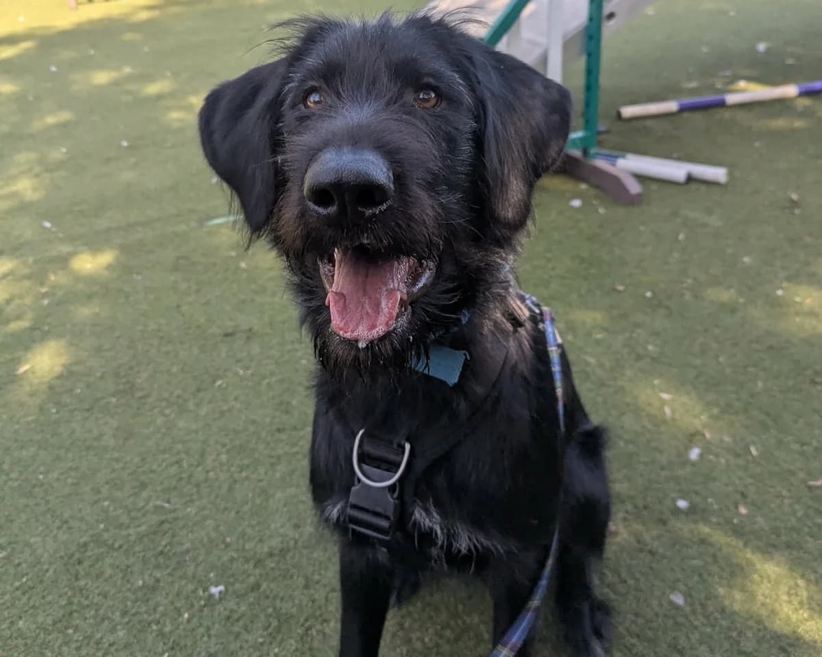 Milo, male puppy Pointer for adoption at Cheltenham Animal Shelter (GAWA)