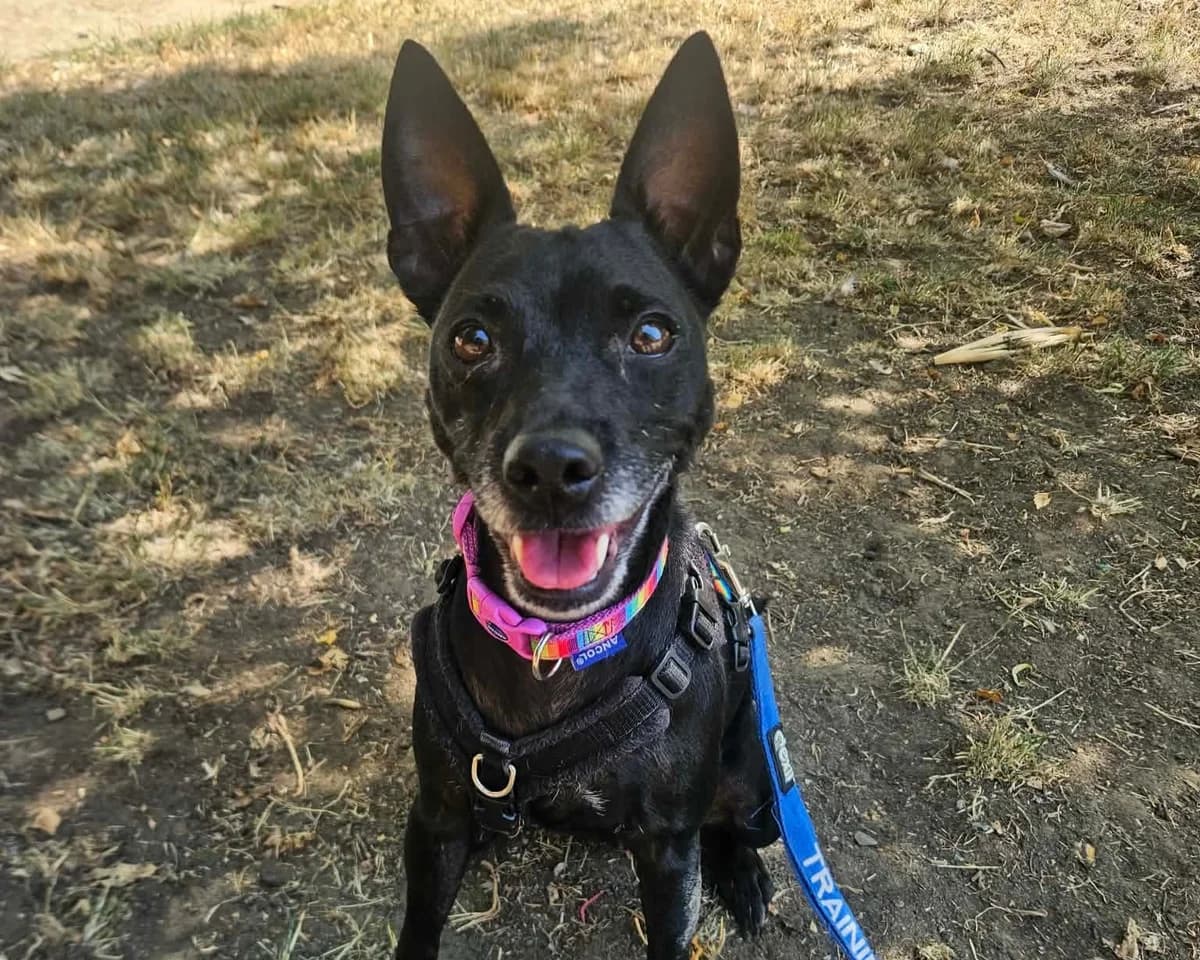 Kandi, female 6yo mixed breed for adoption at Cheltenham Animal Shelter (GAWA)
