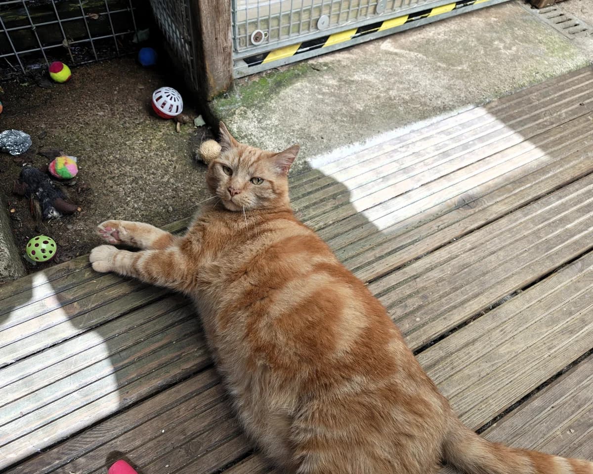 King Ralfred the great Orange one, male senior Mixed Breed Cat for adoption at Cheltenham Animal Shelter (GAWA)