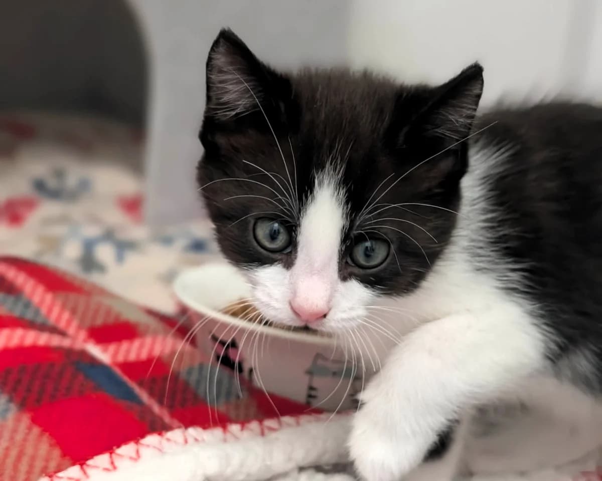 Kittens (Bob n Co), male puppy Mixed Breed Cat for adoption at Cheltenham Animal Shelter (GAWA)