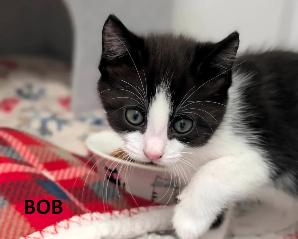 Kittens (Bob n Co), male puppy Mixed Breed Cat for adoption at Cheltenham Animal Shelter (GAWA)