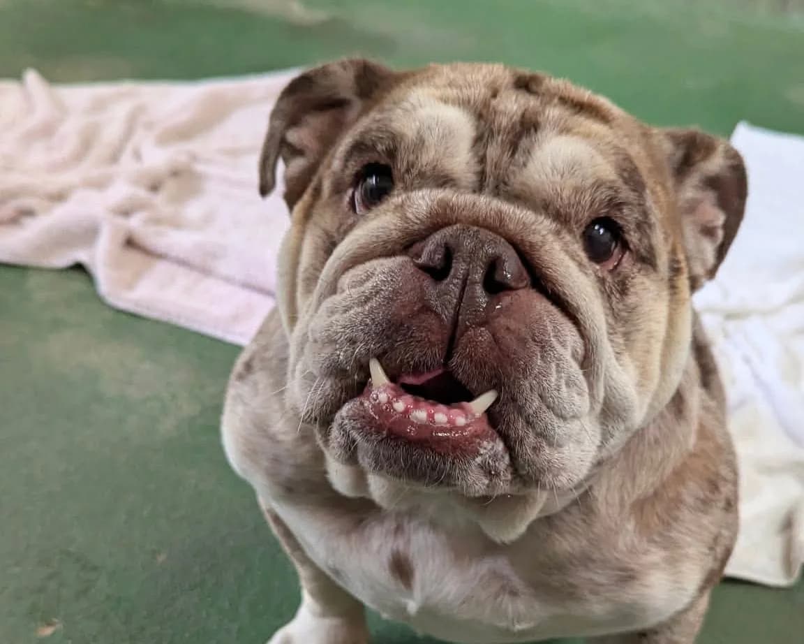 Lilo, female 4yo English Bulldog for adoption at Cheltenham Animal Shelter (GAWA)