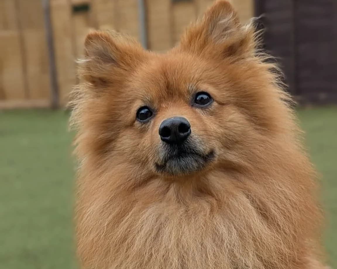 Little Rolo, male 3yo Pomeranian for adoption at Cheltenham Animal Shelter (GAWA)