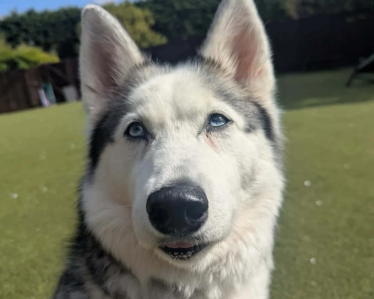 Loki, female 6yo Husky for adoption at Cheltenham Animal Shelter (GAWA)
