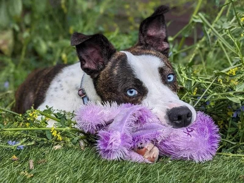 Lucky, female 4yo mixed breed for adoption at Cheltenham Animal Shelter (GAWA)