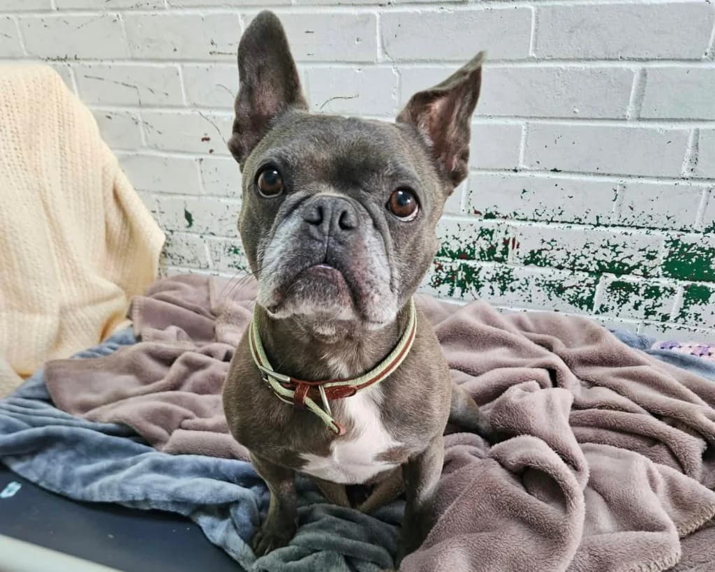 Luigi, male 7yo English Bulldog for adoption at Cheltenham Animal Shelter (GAWA)