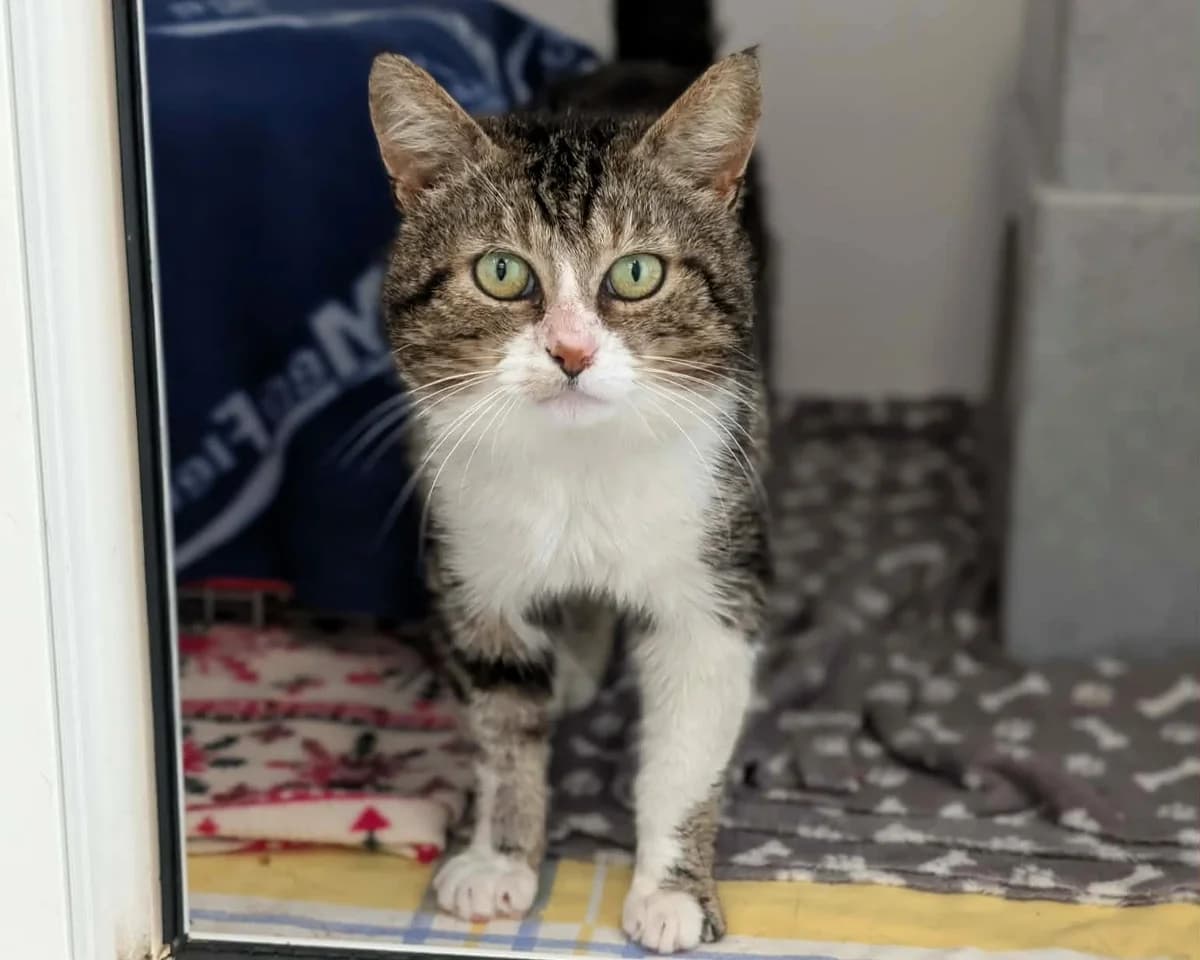 Marmaduke, male young Mixed Breed Cat for adoption at Cheltenham Animal Shelter (GAWA)