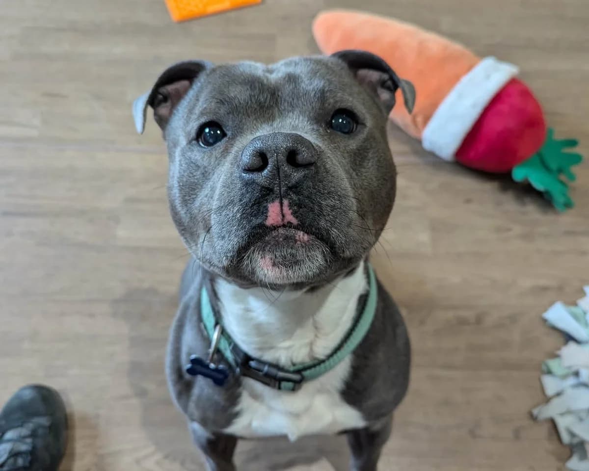 Milo, male 3yo Staffordshire Bull Terrier for adoption at Cheltenham Animal Shelter (GAWA)