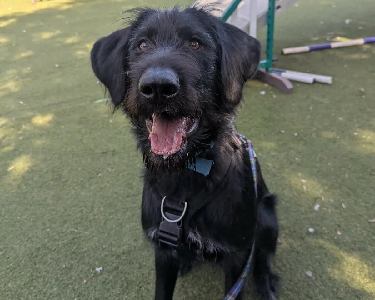 Milo, male puppy Pointer for adoption at Cheltenham Animal Shelter (GAWA)