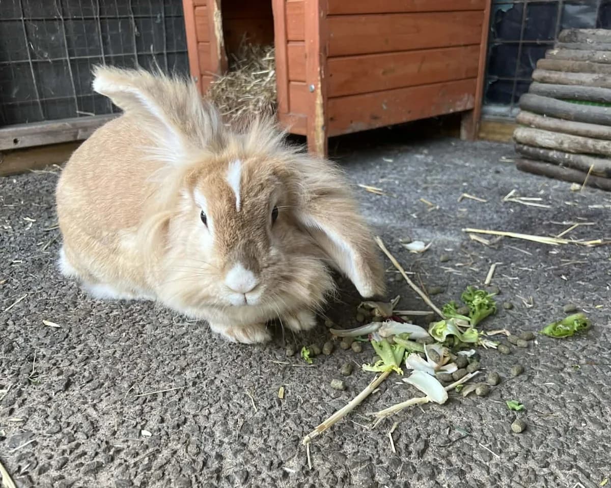 Mopsy, female 5yo mixed breed for adoption at Cheltenham Animal Shelter (GAWA)